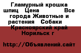 Гламурный крошка шпиц › Цена ­ 30 000 - Все города Животные и растения » Собаки   . Красноярский край,Норильск г.